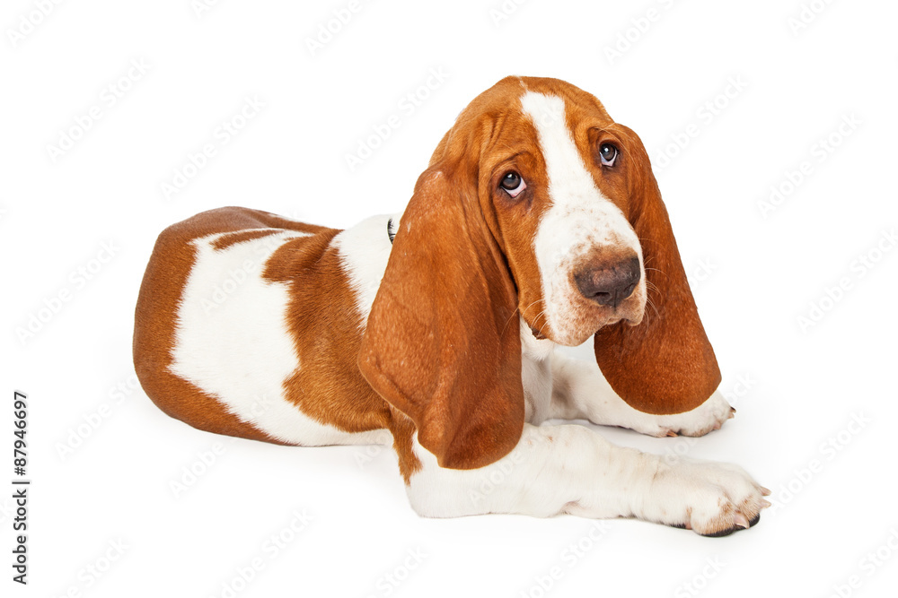 Adorable Basset Hound Puppy Laying At An Angle