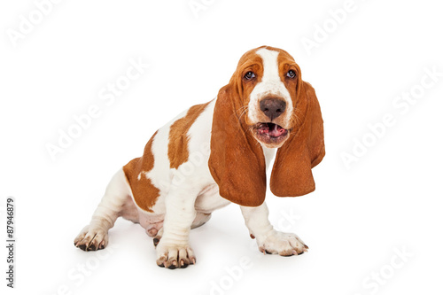 Basset Hound Dog With Funny Expression