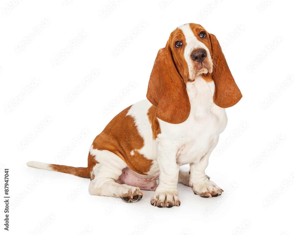 Basset Hound Puppy Sitting Looking Into Camera Basset Hound Puppy Sitting Looking Into Camera