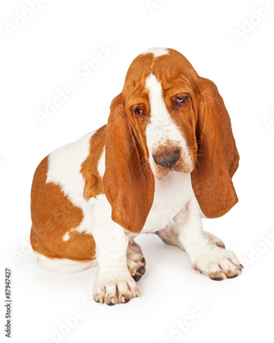 Curioius Basset Hound Dog Looking at Floor