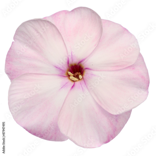 Studio Shot of Pink Colored Phlox Isolated on White Background. Large Depth of Field (DOF). Macro. © elen31