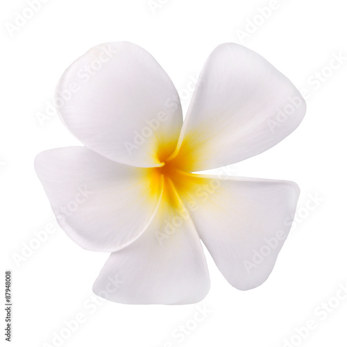 frangipani flower isolated on white background