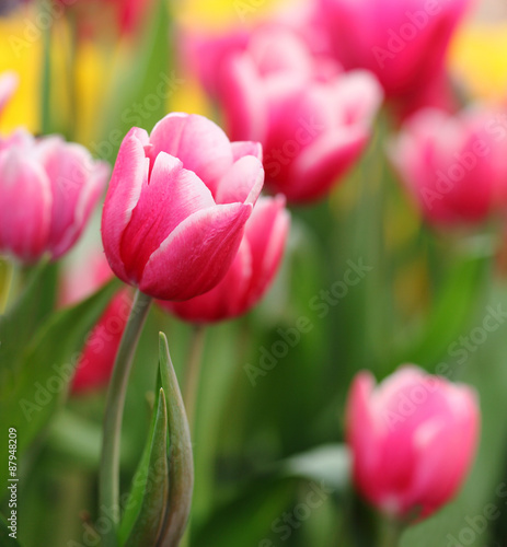 Beautiful pink tulip on graden.