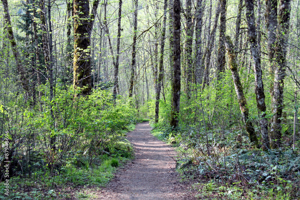path walkway trail in the forest path walkway trail in the forest
