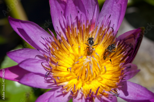 close up of purple lotus and bee
