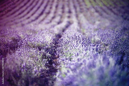 Lavender in the field