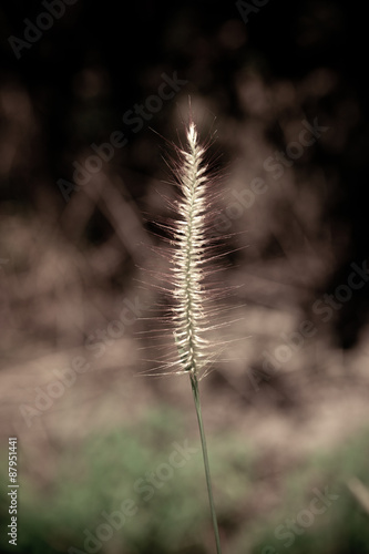 Poaceae Grass Flower