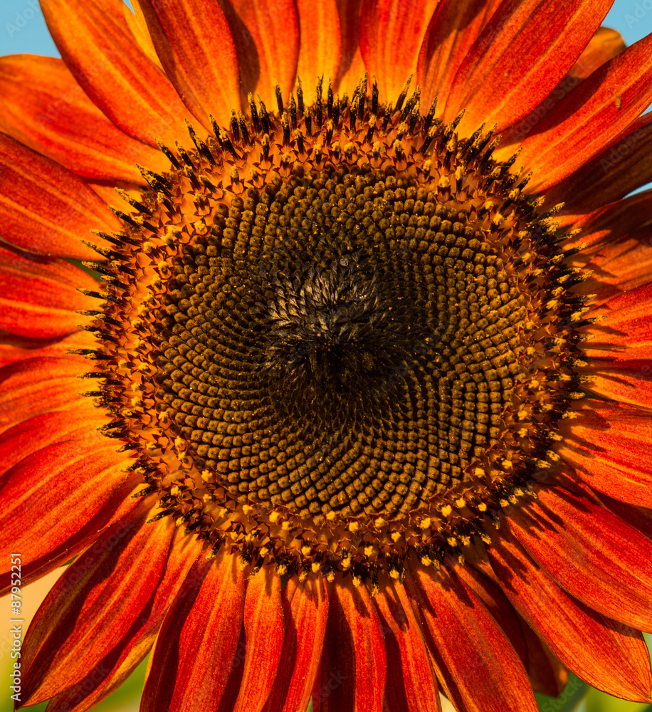 Fototapeta premium Red sunflower detail