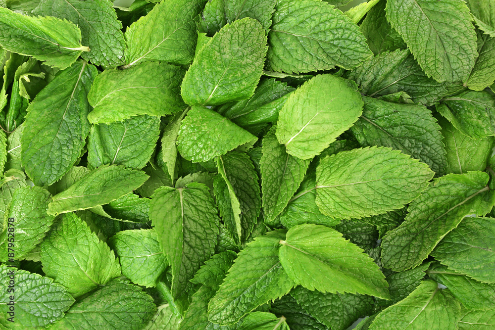 Green fresh leaves of mint close up Green fresh leaves of mint close up