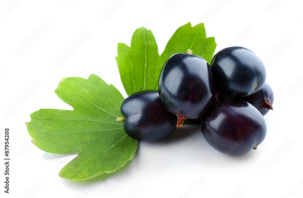 Wild black currant with green leaves isolated on white Wild black currant with green leaves isolated on white
