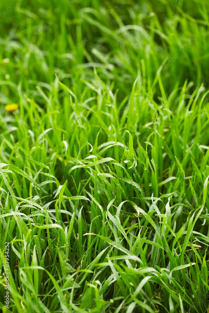 Grass with drops of water Grass with drops of water