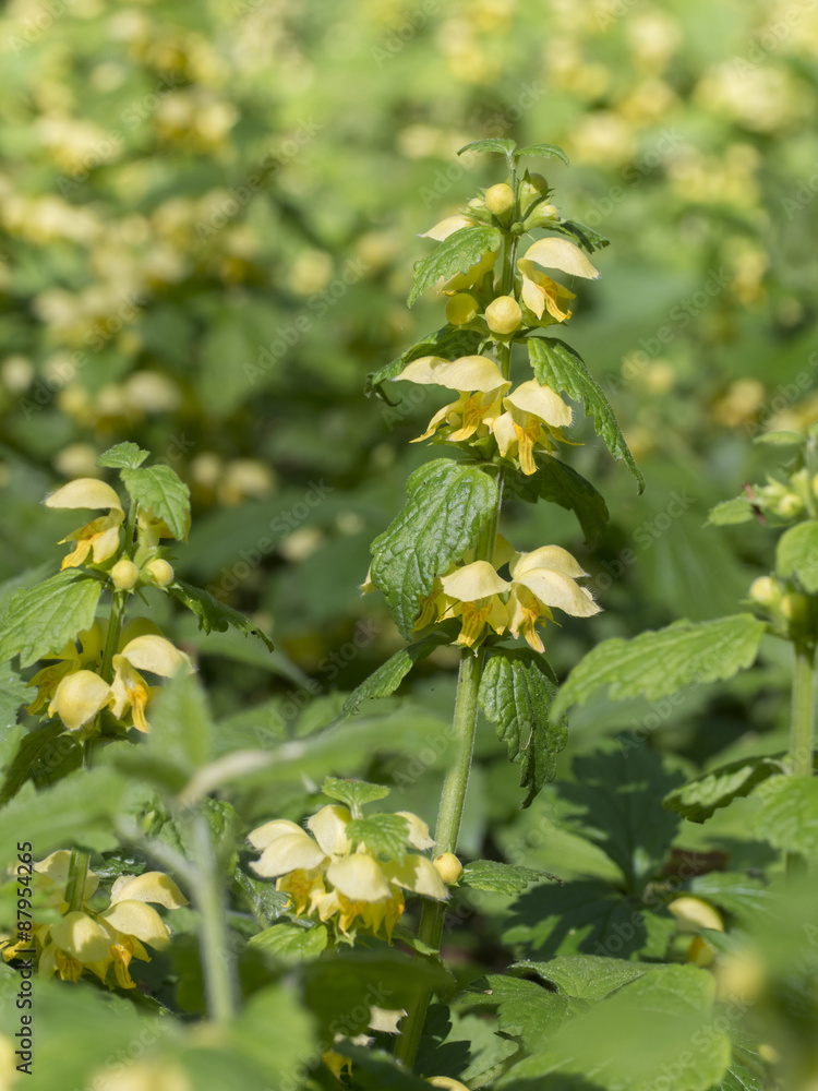 Gewöhnliche Goldnessel - Lamium galeobdolon Gewöhnliche Goldnessel - Lamium galeobdolon
