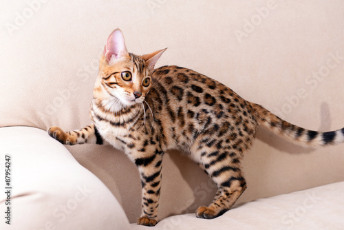Fototapeta Naklejka Na Ścianę i Meble -  Beautiful Bengal kitten on sofa in room