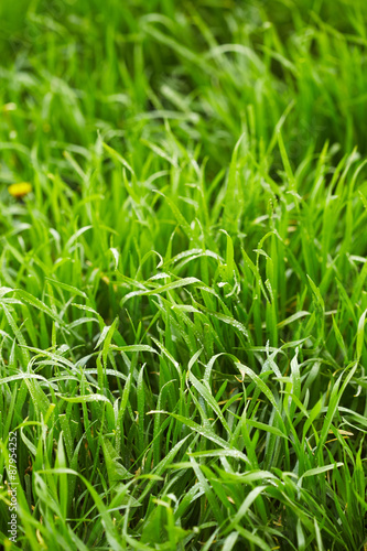 Grass with drops of water