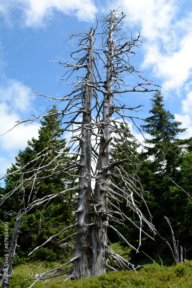 Fototapeta premium Withered tree