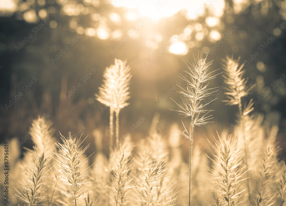 field of grass in sunset field of grass in sunset