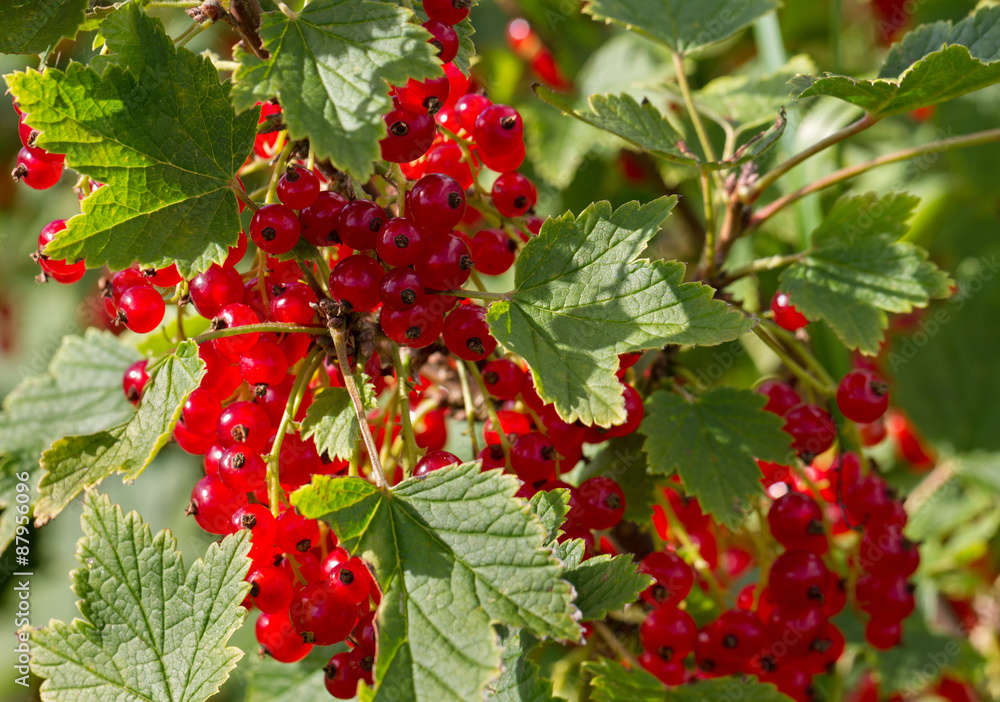 Obraz premium Growing red currants.