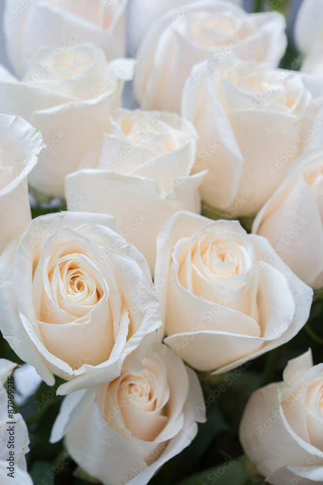 white roses as a floral background