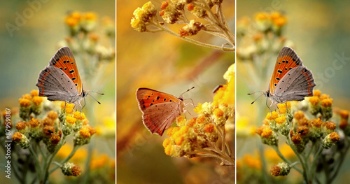 Motyle wśród kwiatów