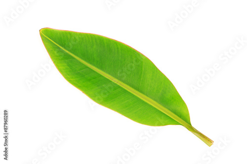 green leaves banana on white background