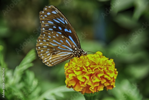 blurred and abstract the beauty of butterfly in nature, orange flower and green background © amirul syaidi