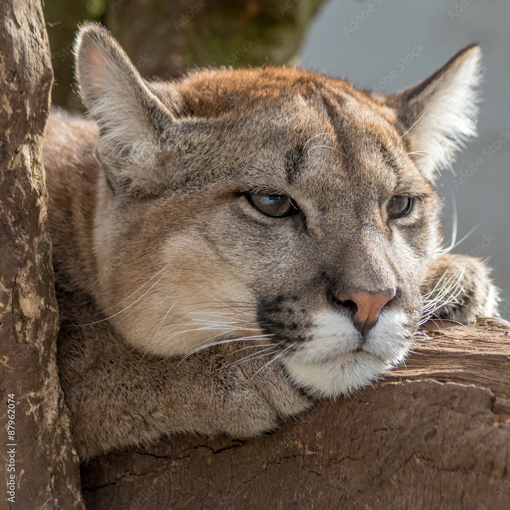 Puma, Mountain Lion headshot lying on a branch Stock Photo | Adobe Stock