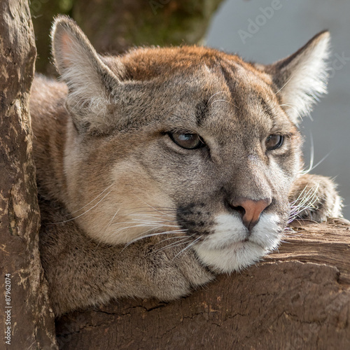 Puma, Mountain Lion headshot lying on a branch
