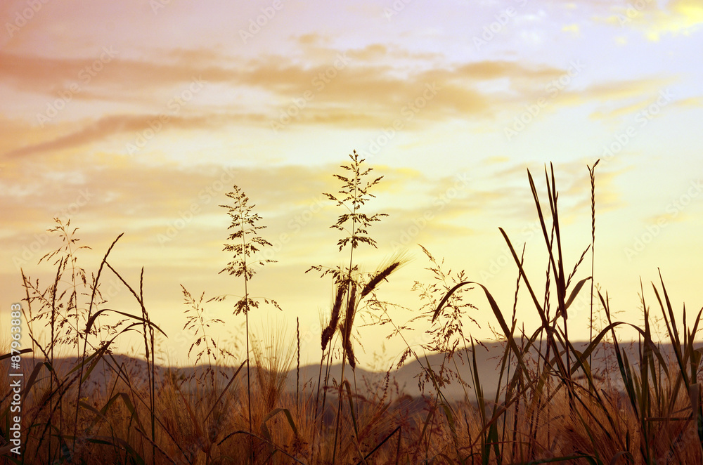 Obraz premium Meadow in the sunset golden light