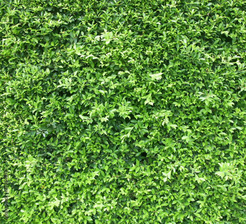 wall background with green leaves