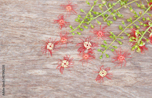 Tummy-wood flower on wood. photo