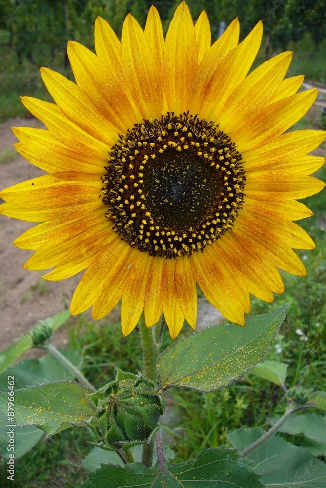 Obraz premium Ansicht einer Sonnenblume