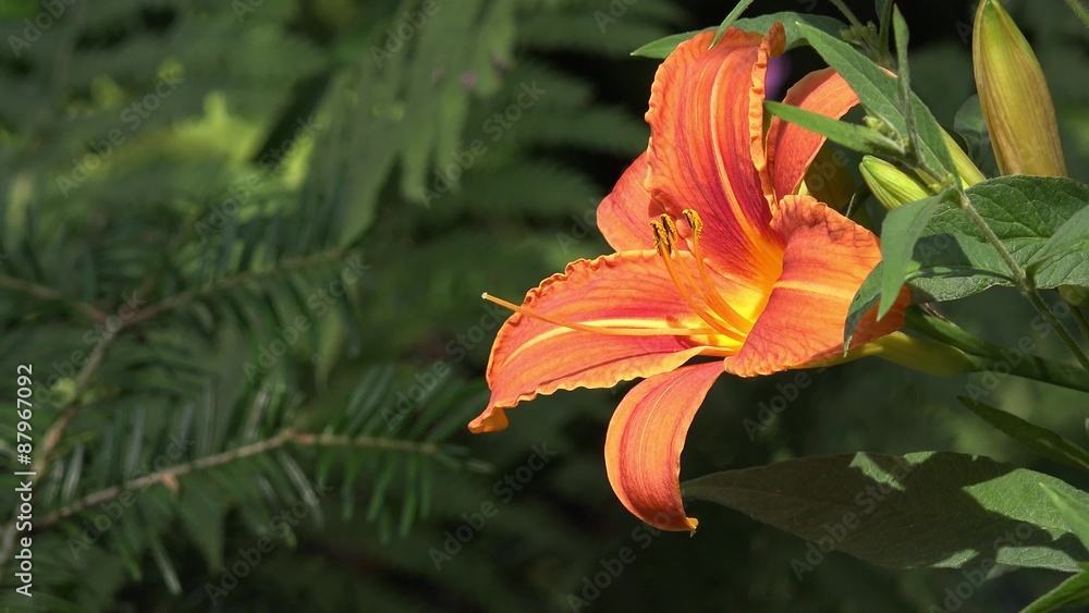 Orange lily in the nature Orange lily in the nature