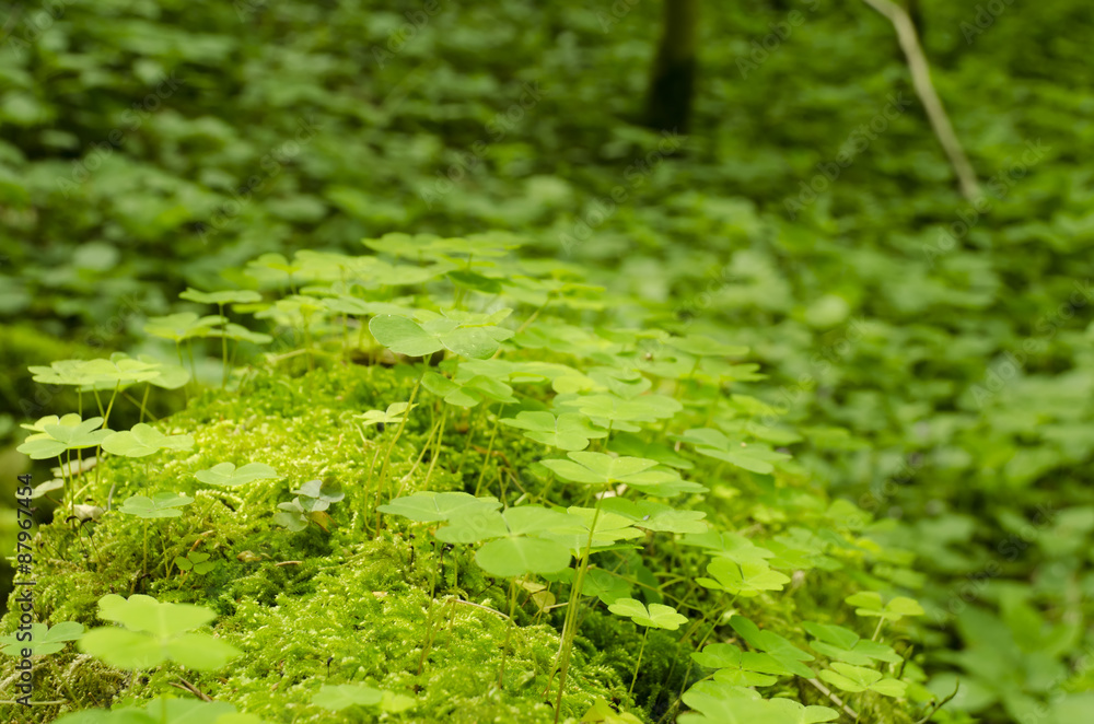shamrocks in moss in the forest shamrocks in moss in the forest