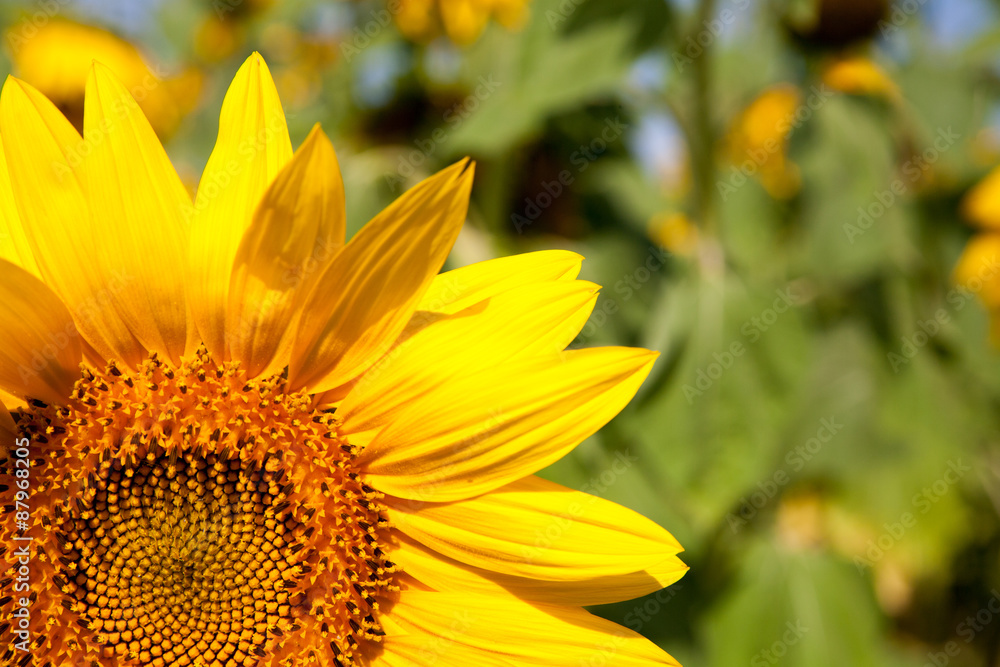 Obraz premium blooming sunflower