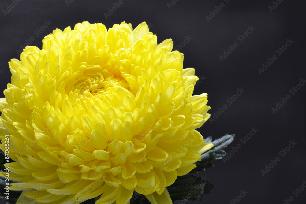 chrysanthemums chrysanthemums