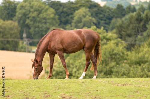 Pferd beim Grasen auf der Weide