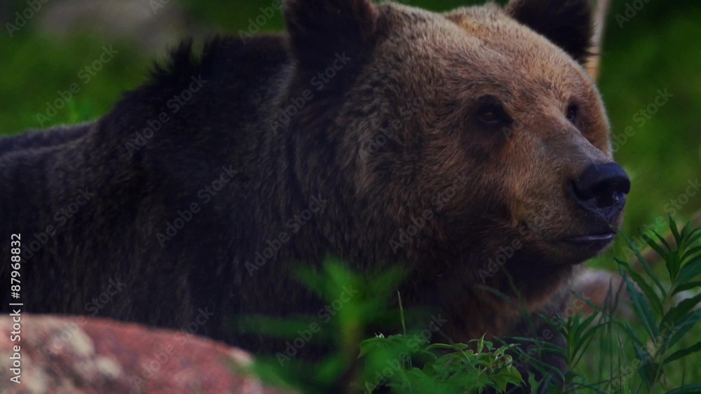 Braunbär im Sommer Braunbär im Sommer