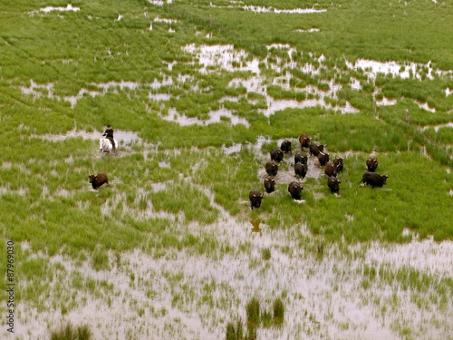 taureaux camarguais