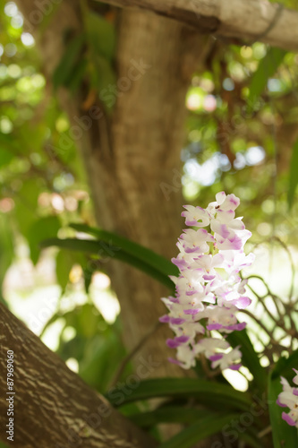 Orchids on trees