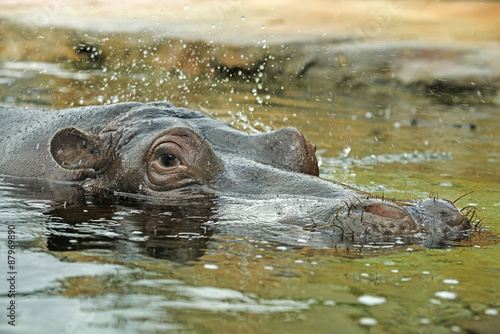hippo in water - portrait