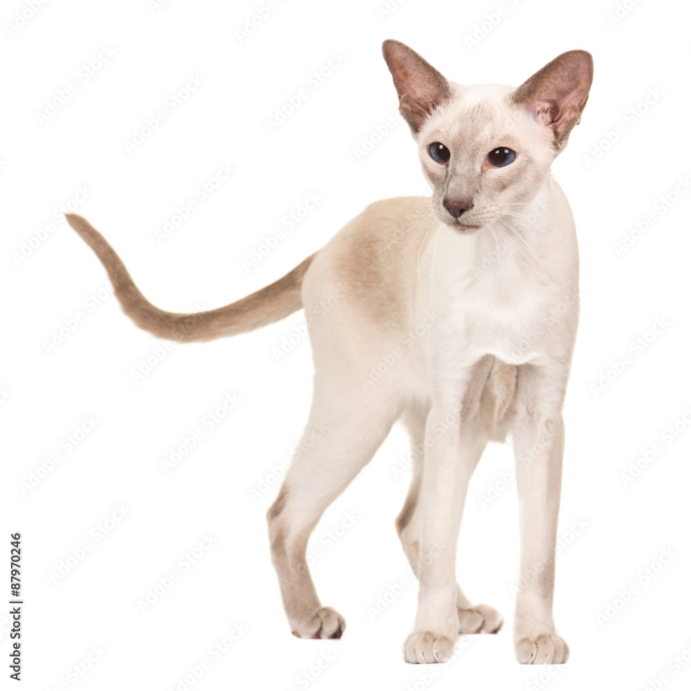 Pretty gracious siamese cat standing isolated at a white background