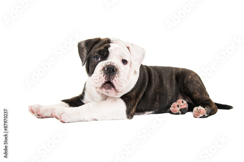 Fototapeta Naklejka Na Ścianę i Meble -  Cute english bulldog puppy dog lying down facing the camera isolated at a white background