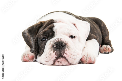 Cute lazy bulldog puppy lying down isolated at a white background