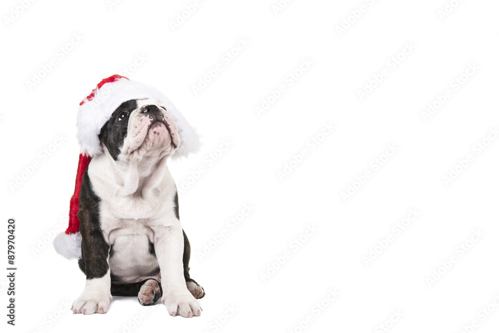 Sitting english bulldog puppy looking upwards wearing Santa's hat