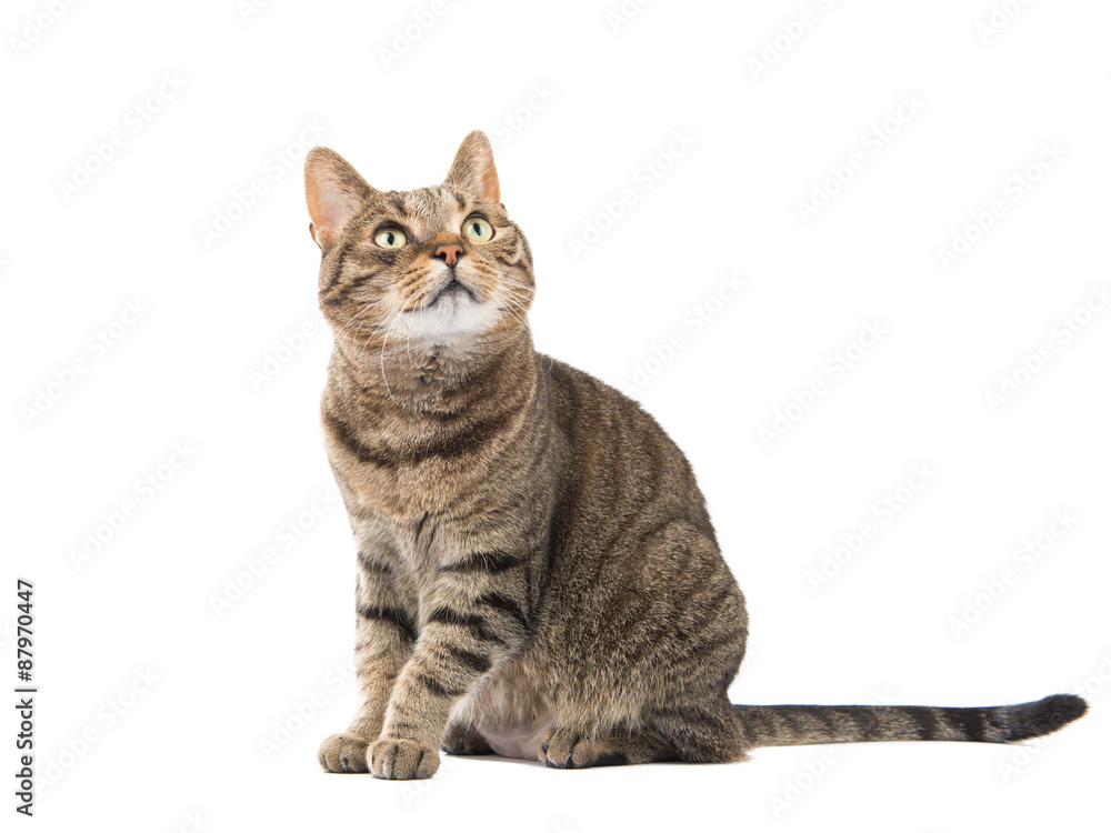 Cute tabby cat looking upwards isolated at a white background