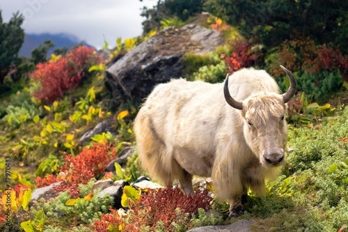 Beautiful Yak in Himalayas