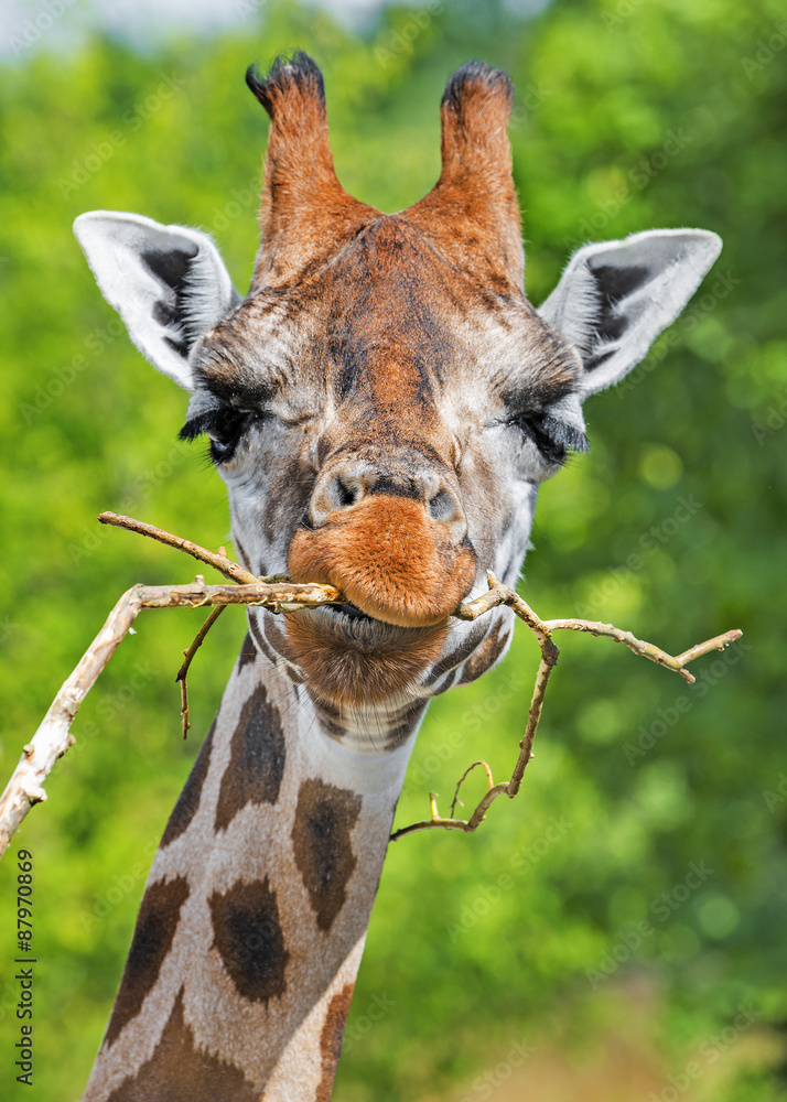 Fototapeta premium Giraffe portrait