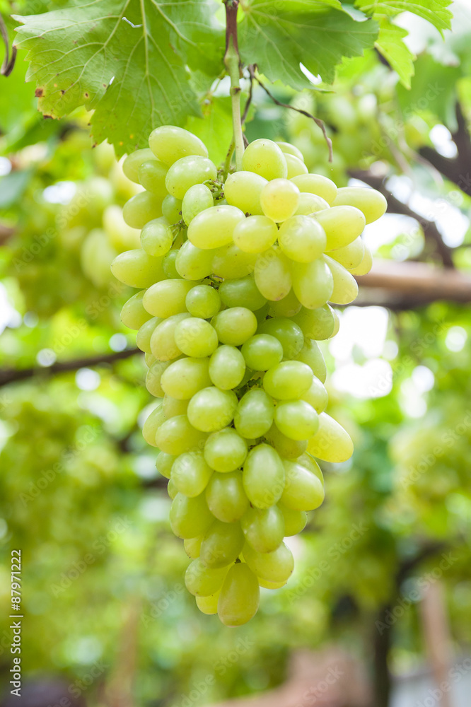 White grapes