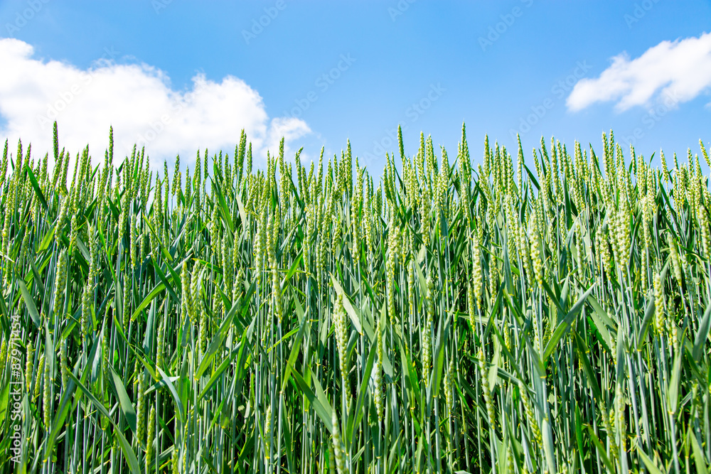 Obraz premium Wheat field
