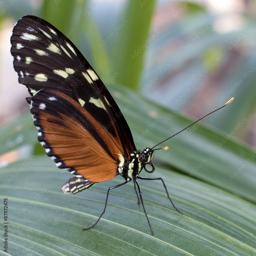 Obraz premium Hercale's Longwing Butterfly, Hercale Longwing butterfly on a leaf.